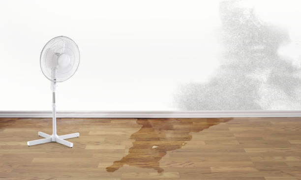 Best 24/7 water damage repair  in Despard, WV